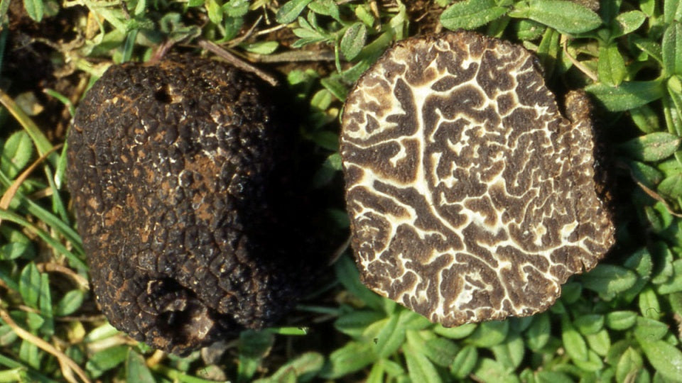Tartufo Nero Brumale Fresco | L'Essenza Invernale dal Carattere Deciso 💎❄️