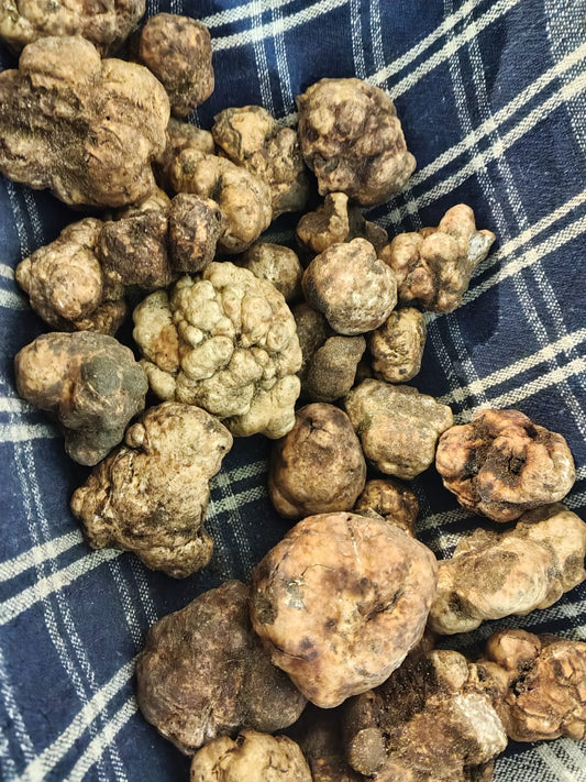 Tartufo Bianchetto Fresco | Tuber Borchii |  Pura Potenza Aromatica 💎
