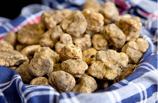 Tartufo bianco pregiato