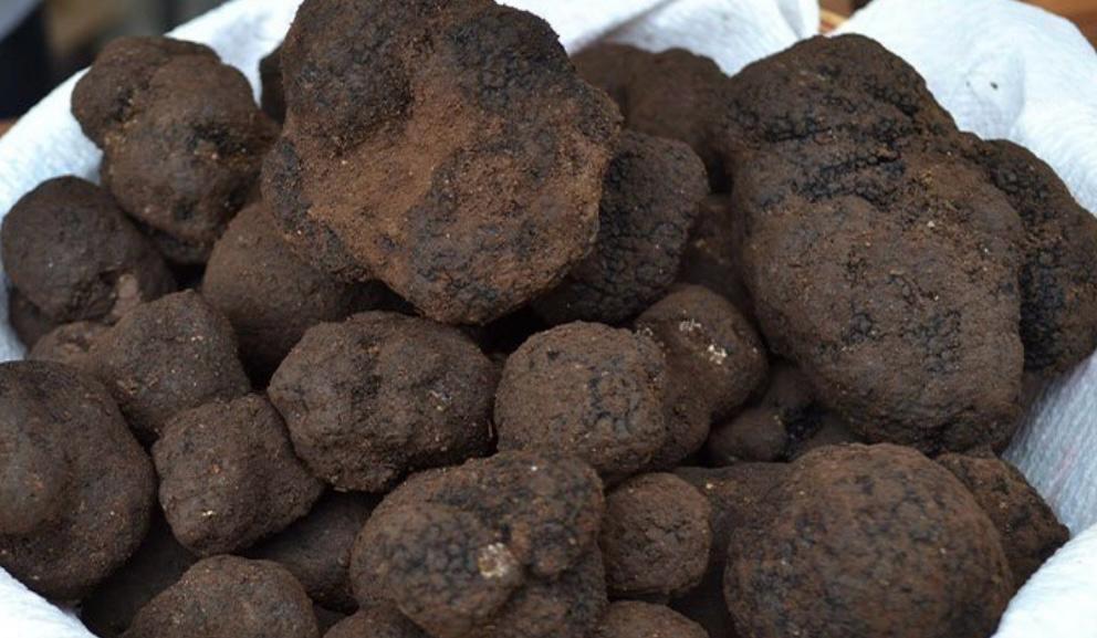 Tuber Mesentericum | Tartufo Nero di Bagnoli