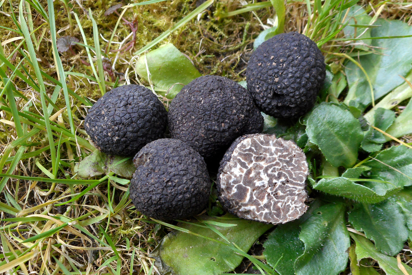 Tartufo Nero Brumale Fresco | L'Essenza Invernale dal Carattere Deciso 💎❄️