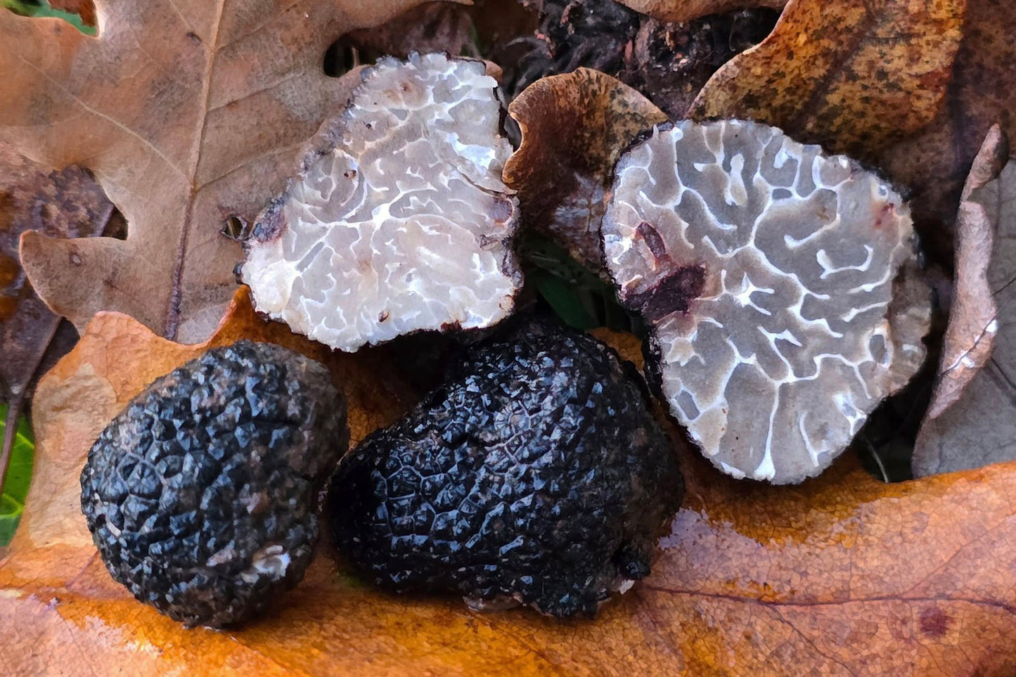 Tartufo Nero Brumale Fresco | L'Essenza Invernale dal Carattere Deciso 💎❄️
